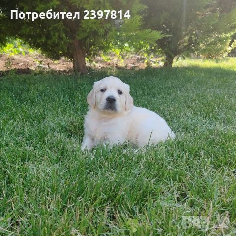 Голдън ретривър , снимка 11 - Голдън ретривър - 55008971