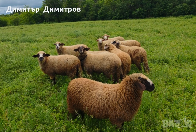продавам 10 агнета ,коза и две ярета , снимка 3 - Овце - 54583764