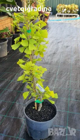 Ginkgo biloba (Гинко билоба)