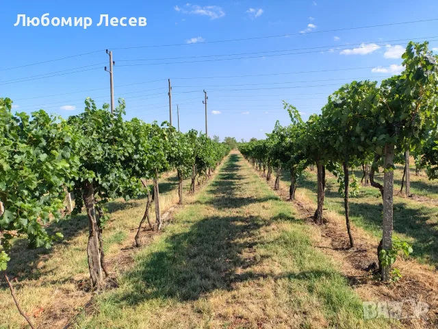 Продавам висококачествено винено грозде – сорт МЕРЛО, снимка 7 - Домашни продукти - 55643707