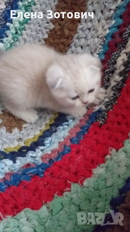 Шотландски котенца , снимка 2 - Други - 54288216