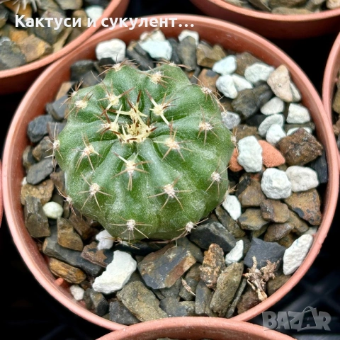 Кактус  Matucana Polzii, снимка 11 - Градински цветя и растения - 54593836