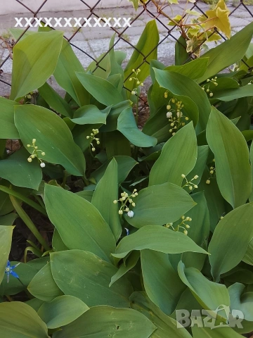 Момина сълза коренчета