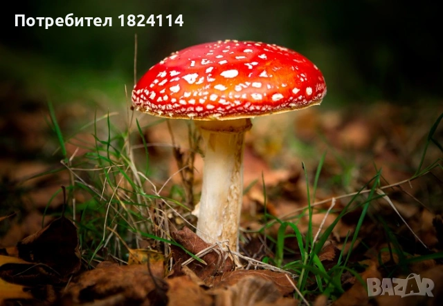 Българска червена мухоморка  