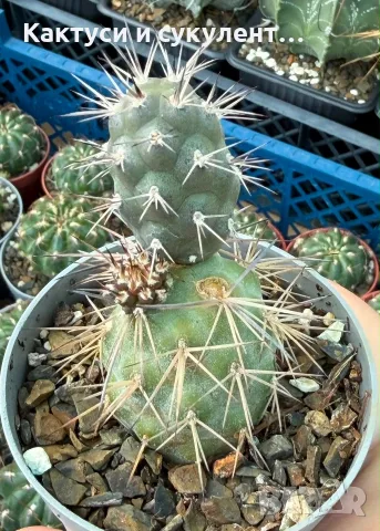 Кактус Tephrocactus alexanderi