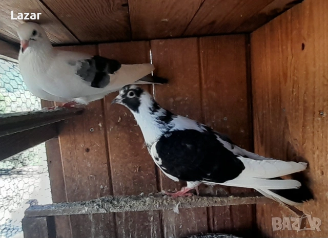 Продавам арабски смеячи