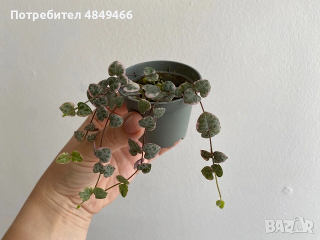 Церопегия Вуди / „низ от сърца“, снимка 2 - Стайни растения - 54806529