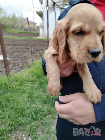 Кокер Шпаньол , снимка 2 - Кокер шпаньол - 54282865