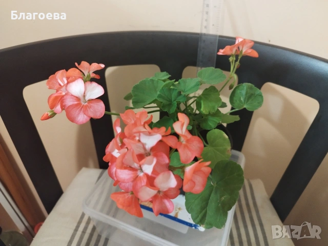 Мушкато различни цветове от 1 € и 2 €/бр, снимка 7 - Стайни растения - 54865354