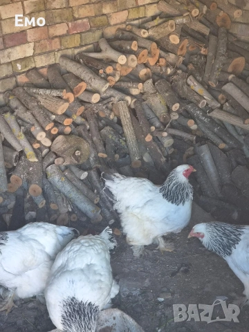 продавам бяла колумбийска брама, снимка 6 - други­ - 54898621
