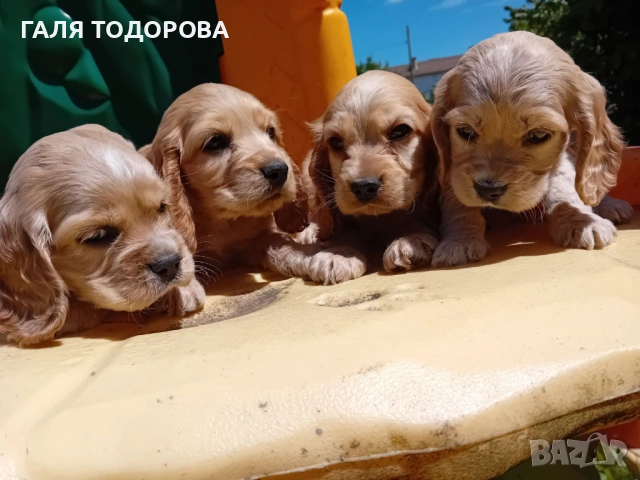 Английски кокер шпаньол, снимка 2 - Кокер шпаньол - 54722890