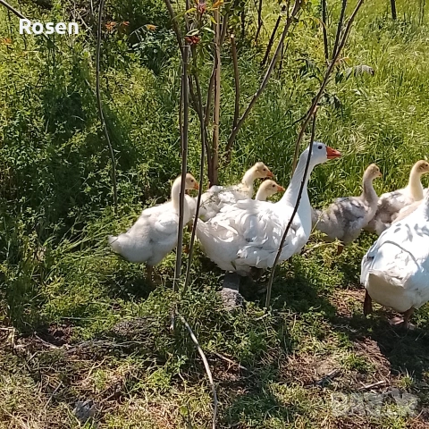 Гъски и Неми Патици , снимка 2 - Патици и гъски - 54759092