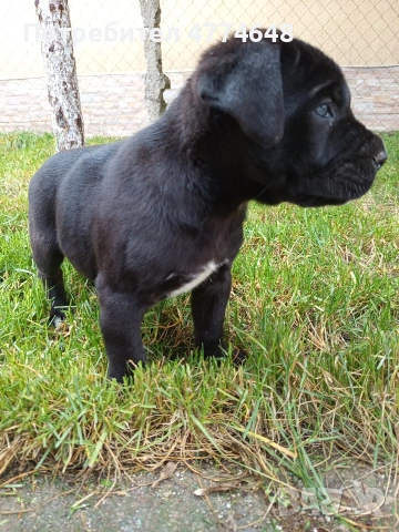 Кане корсо, снимка 6 - Кане корсо - 53966614