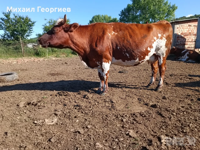 Продават се, снимка 4 - Крави - 54710130