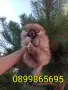 Мъжки и женски Померани., снимка 5