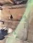 Гълъби на глас гълъби , снимка 1