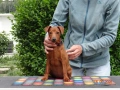 Миниатюрен Пинчер / zwergpinscher, снимка 2
