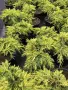 Juniperus ‘Gold Star’ (Хвойна ‘Gold Star’), снимка 3
