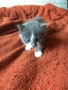 ангорски котки, снимка 2