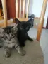 Красиви, игриви,  социални домашни котета., снимка 3