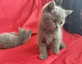 Британски сини късокосмести котенца търсят своите нови домове, снимка 8