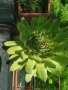 Дебелец- цвете в саксия, снимка 3