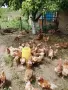 Кокошки Лиман Браун , снимка 2