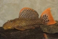 Три големи сома (Pleco), снимка 1