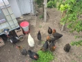 🥚 Домашни яйца от свободно отглеждани кокошки – Пловдив 🐓 , снимка 12