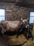 Продавам крава, снимка 3