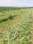 Продавам малки люцернени бали , снимка 2
