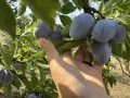 БИО домашни сини сливи , снимка 3