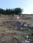 Ярета балкански , снимка 1