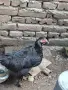 Домашни петли Средец, снимка 10