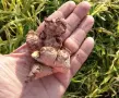 Джинджифил – разсад (Zingiber officinale), снимка 3