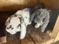 Спешно се продават Кочовати зайци, снимка 1