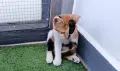 Подарявам котенце - трицветка, снимка 5