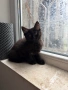 Малки котета търсят дом, снимка 10