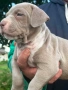 PITBULL , снимка 2