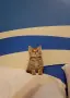Британско коте таби, снимка 6