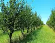 Био-градини сини сливи Стенлей, снимка 1