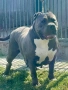 American Bully XL, снимка 2