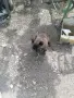 френски Булдок женско на 4 години раждало е два пъти , снимка 4