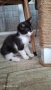 Подарявам коте, снимка 3