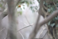 Canon EF 300mm f/2.8, снимка 11