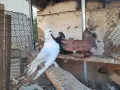 Продаам Гълъби руски кабаци, снимка 2