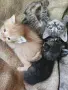 4 малки котенца, снимка 1