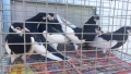 Продавам гълъби Ямболски Акмани , снимка 2