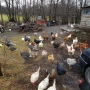 Продавам домашни пилета да консумазия, снимка 2