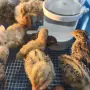 Пъдпъдъци и яйца от пъдпъдъци за консумация , снимка 1